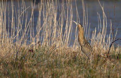 Bittern