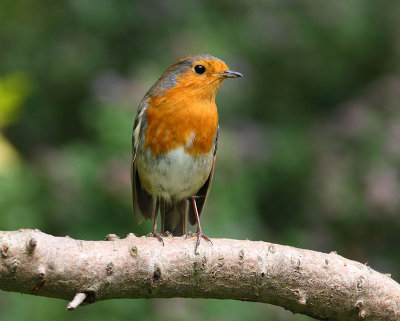 Robin