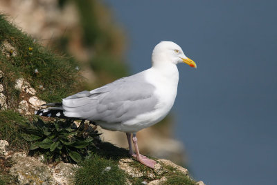 Herring Gull