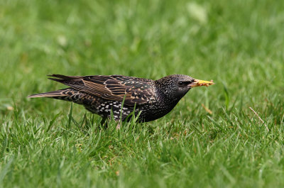 Starling