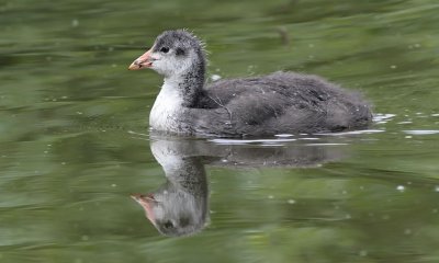 Coot