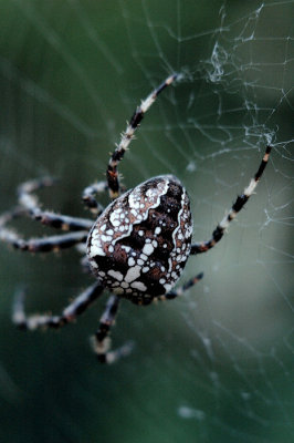 Spider .jpg