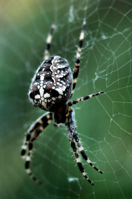Spider 2 .jpg