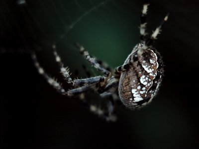 Spider 3.jpg