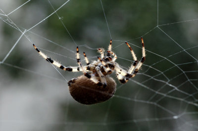 DSC_9316.jpg