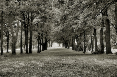 lines of trees.jpg
