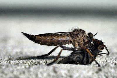 g1/49/553549/3/107107309.l5ZwZEZ1.jpg