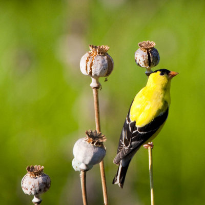 Goldfinches
