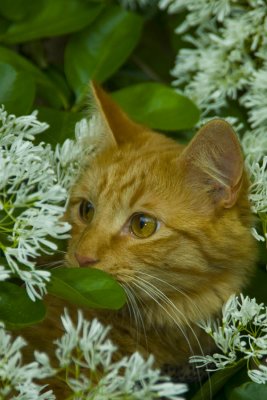 in his fringe tree