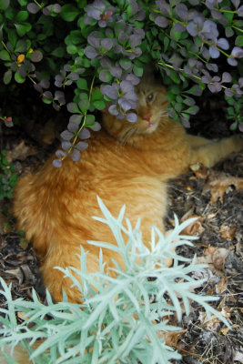 with his barberry & artemisia