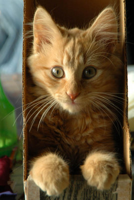 How did he turn around in that magazine box?