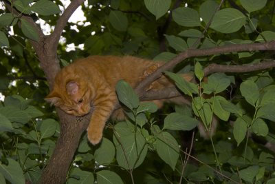in his dogwood tree