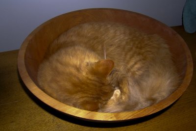 when he still fit neatly in his bowl