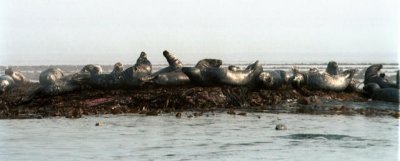 Farne Islands