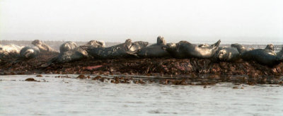 Farne Islands