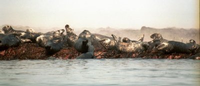 Farne Islands