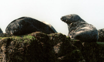 Farne Islands