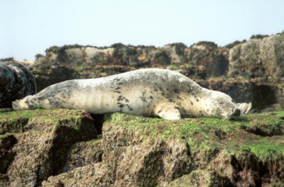 Farne Islands