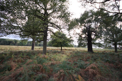 Richmond Park