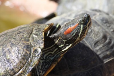 Le Village des Tortues