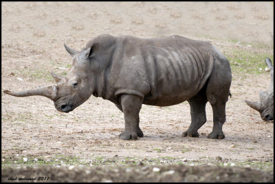 safari