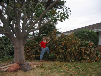 Major pruning on Magnolia in front yard