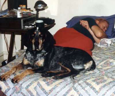 Bluetick coonhound, Clyde was utterly devoted to him