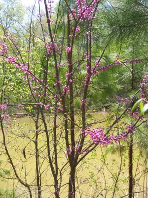Redbud blooming over the pond