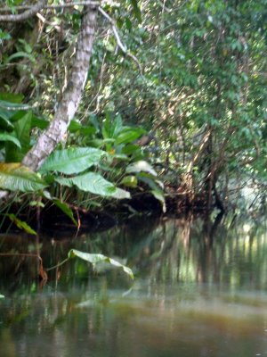 Recorrido por la selva de manglares