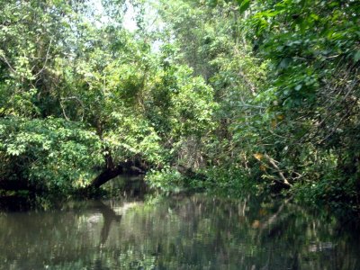 Recorrido por la selva de manglares