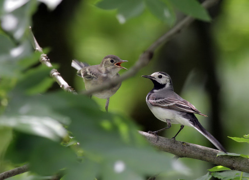 Bachstelze / White Wagtail