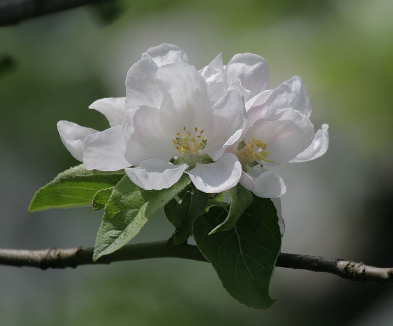 wilde Apfelblte
