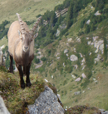 Steinbock