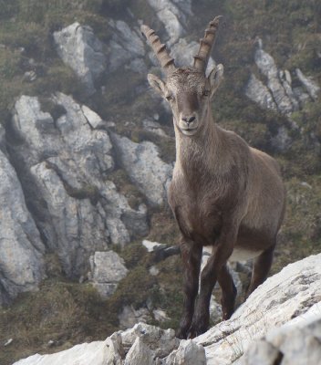 Steinbock im Nebel