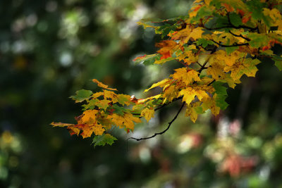 Herbstfarben