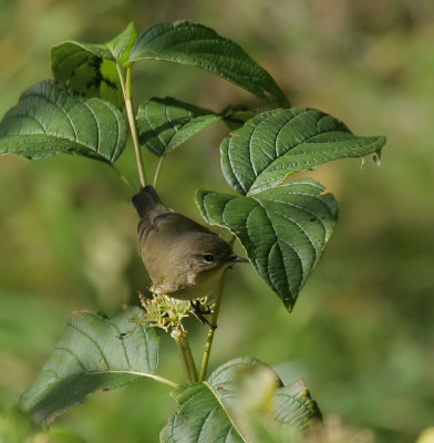 Zilpzalp / Common Chiffchaff