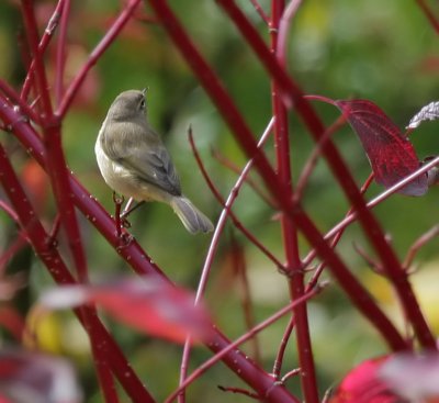 Zilpzalp / Common Chiffchaff