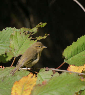 Zilpzalp / Common Chiffchaff