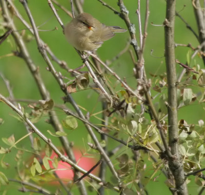 Zilpzalp / Common Chiffchaff