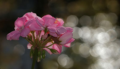 Geranium