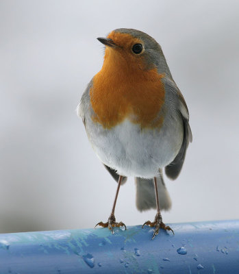 Rotkehlchen / European Robin