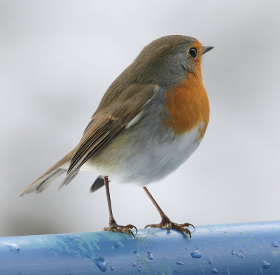 Rotkehlchen / European Robin