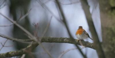 Rotkehlchen / European Robin