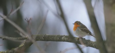 Rotkehlchen / European Robin