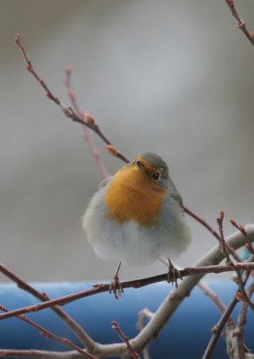 Rotkehlchen / European Robin