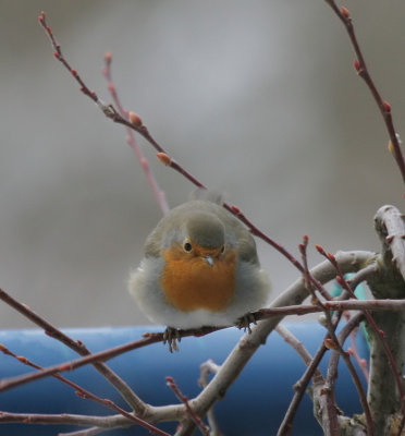 Rotkehlchen / European Robin