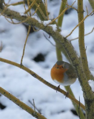 Rotkehlchen / European Robin