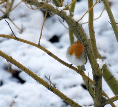 Rotkehlchen / European Robin