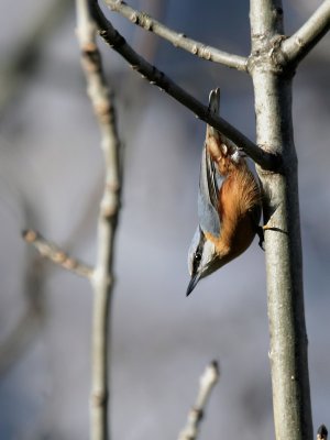 Kleiber / Eurasian Nuthatch