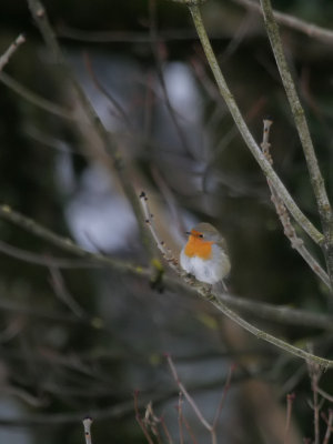 Rotkehlchen / European Robin